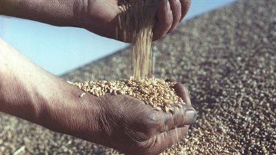 السودان يتسلم الشحنة الرابعة من منحة القمح الأمريكية