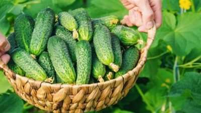 فوائد غير متوقعة لأكل الخيار المر