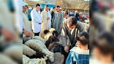تحصين الأغنام ضد طاعون المجترات الصغيرة بأسواق الفيوم