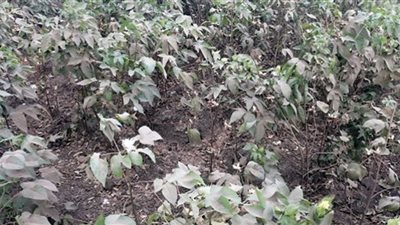 إرتفاع أجرة العمالة وإنخفاض أسعار التوريد سبب قلة زراعة القطن بالمنوفية