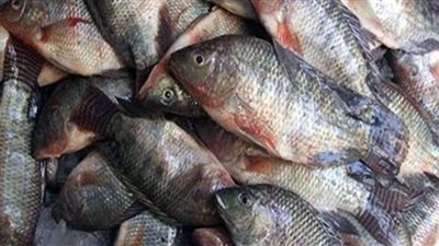 سقوط تاجر بـ 1.9 طن أسماك دون بيانات صلاحية قبل توزيعها في الجيزة