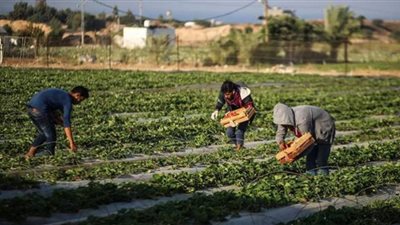 صادرات مصر الزراعية تسجل 2.4 مليار دولار خلال عام