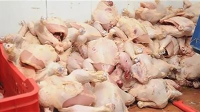 ضبط 4 أطنان دواجن منتهية الصلاحية داخل مجزر بالجيزة