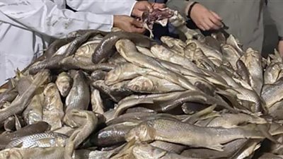 ضبط 1.2 طن سردين غير صالح للاستهلاك الآدمى داخل ثلاجة بالبحيرة