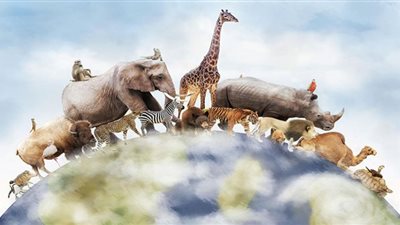 في ذكراه.. أبرز المعلومات عن اليوم العالمي للحيوان