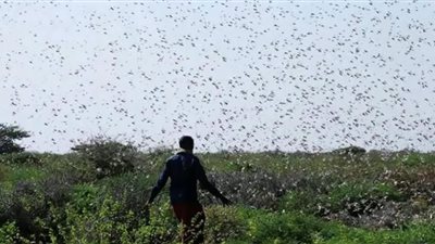الجراد الصحراوي يغزو إثيوبيا.. مخاوف من 