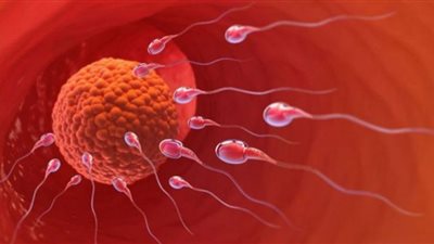 توفي الزوج قبل زرع البويضة الملقحة برحم زوجته.. هل يجوز إتمام العملية بعد وفاته؟