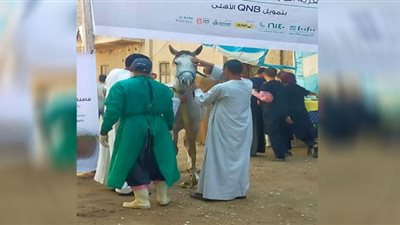 مناظرة ٥١٠ رأس ماشية فى قافلة بيطرية مجانية بقرية المراشدة بقنا