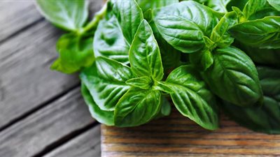 الريحان.. عشب مذهل يقي من مرض الزهايمر