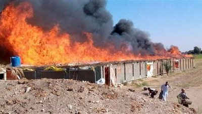 نفوق أكثر من 4 آلاف دجاجة فى حريق مزرعة دواجن بقنا