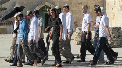 مُستوطنون يقتلعون 100 شجرة زيتون في محافظة الخليل الفلسطينية