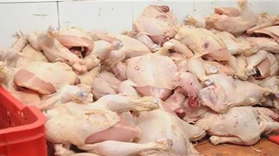 غش وتدليس.. ضبط مالك ثلاجة بدواجن منتهية الصلاحية في المنوفية