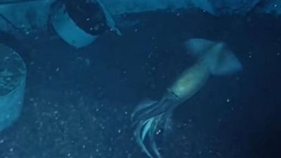 شاهد.. العثور على مخلوق عملاق في البحر الأحمر طوله 20 مترًا