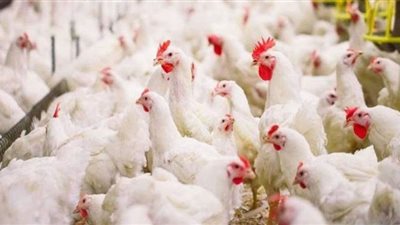 شعبة الدواجن: ارتفاع الأسعار غير مبرر