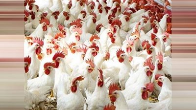 ارتفاع كبير بأسعار الدواجن والشعبة تنفي معرفة الأسباب