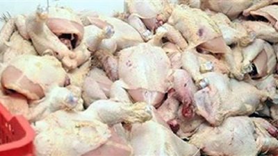 ضبط طن دواجن مجهولة المصدر بأحد مجازر الجيزة