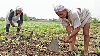 48 ألف كارت ذكى لصرف الأسمدة بالمنيا