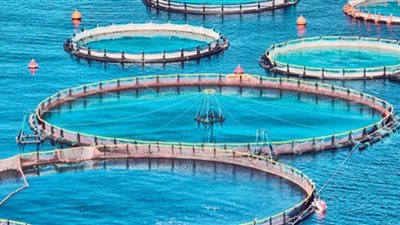 الزراعة والفاو الدولي يناقشان معايير تطبيق الأمن الحيوي للاستزراع السمكي