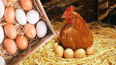 بعد ارتفاع أسعار البيض والدجاج.. 5 أطعمة بديلة تعوض قيمتهما الغذائية