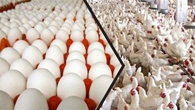 فيديو.. الغرف التجارية: ارتفاع أسعار الإنتاج الدواجن والبيض جنوني و غير مبرر