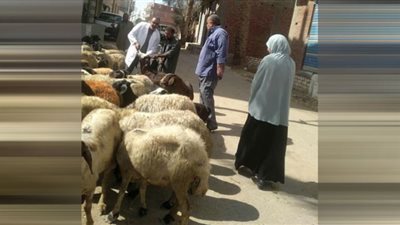 تحصين الأغنام ضد طاعون المجترات الصغيرة بقرى الفيوم