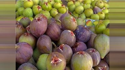 استشاري تغذية: التين البرشومي يخفض مستوى السكر المرتفع في نصف ساعة (فيديو)