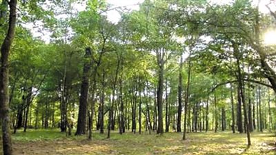 افريقيا تسجل أعلى خسارة للغابات فى العالم