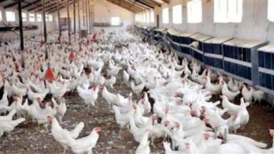 الثروة الداجنة توضح أسباب زيادة أسعار طبق البيض