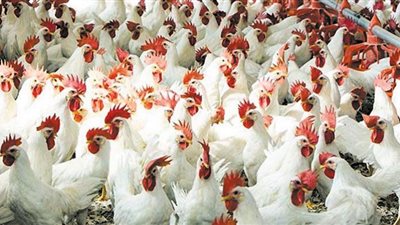 تحسن السياحة يرفع الطلب على السلع الطازجة وزيادات واضحة فى الدواجن والبيض