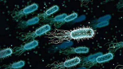 باحثون: البكتيريا تطوّر مناعة قوية للحماية من الفيروسات