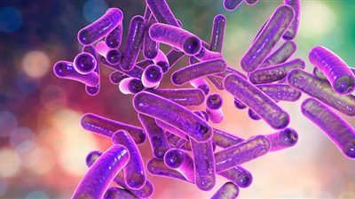 جرثومة شيغيلا.. ماذا تعرفه عن المرض الذي أرعب الأردنيين؟