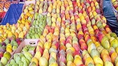 تعرف على أسعار المانجو وأنواعها اليوم 19 أكتوبر