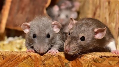 دراسة تكشف طريقة لتناول الطعام تسبب طول عمر الفئران
