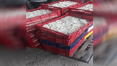 ضبط مصنع ألبان يضيف مواد سامة داخل مكونات الجبنة الموزاريلا بأسيوط