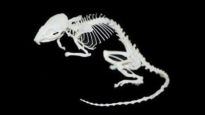 مركز الحفريات بجامعة المنصورة يكتشف هيكل عظمي لفأر عمره 34 مليون سنة (شاهد)