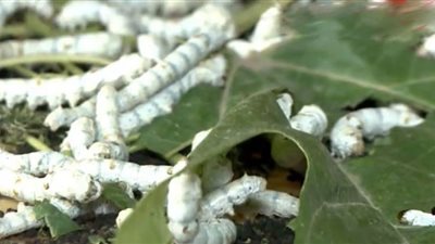 (فيديو) عبر دودة القز| مصر تتجه إلى إحياء صناعة الحرير بمواصفات قياسية