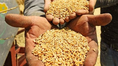 البحوث الزراعية: 30 إردب للفدان متوسط انتاجية الأصناف الجديدة من القمح (فيديو)