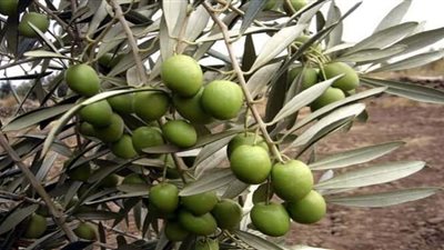 توقعات بارتفاع أسعار الزيتون هذا العام.. اعرف السبب