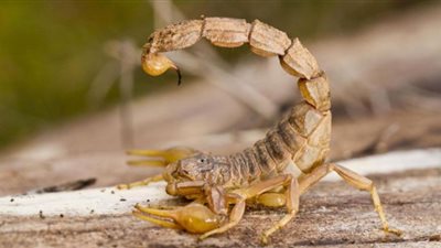 علماء في اسكتلندا ومصر يبحثون استخدام 