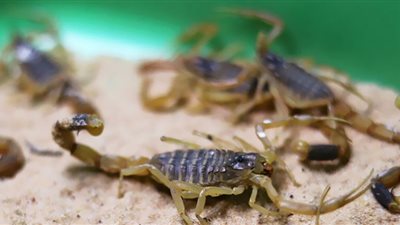 علماء يفجرون مفاجأة: سم العقارب يحمي من متغيرات كورونا