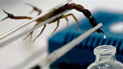 هل حقنة سم العقرب تقضي على فيروس كورونا..علماء يجيبون