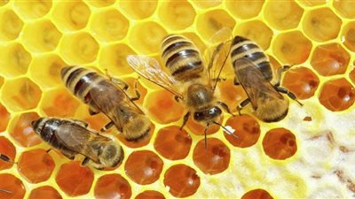 دراسة تكشف سلوكاً غريباً للنحل في التعامل مع الأمراض المعدية