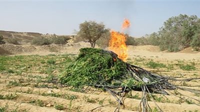 الداخلية تبيد 301 فدان بانجو وأفيون خام