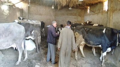 تحصين 93 ألف رأس ماشية ضد مرض الحمى القلاعية بالمنوفية