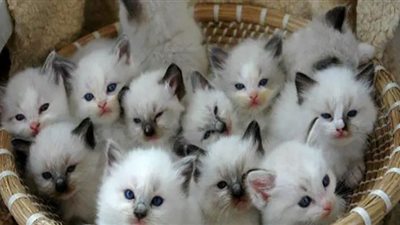 زوجتى هجرتني لتعيش مع عشر قطط.. اعترافات زوج في دعوى طاعه