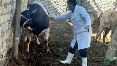 تحصين 89 ألف رأس ماشية ضد الحمى القلاعية والوادي المتصدع بالشرقية