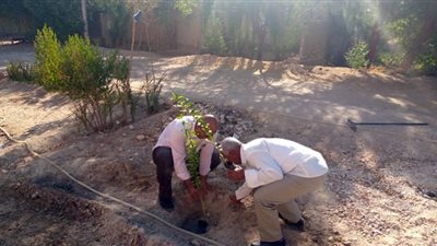 زراعة 100 شجرة مثمرة بقرية حاجر الضبعية في الأقصر