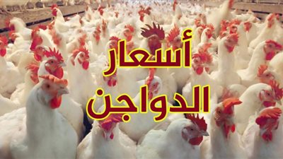 ‘‘ بورصة الدواجن ‘‘ سعر الفراخ اليوم 6-11-2021 والبيض فى الأسواق والمزارع