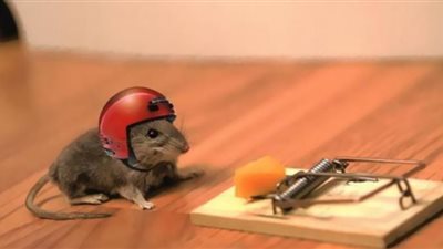 احذر.. شم هذه الرائحة في المطبخ تؤكد وجود الفئران