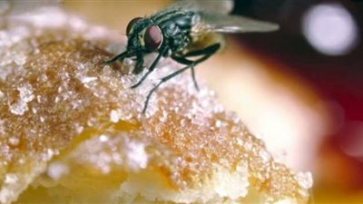 علماء يكشفون ما يقذفه الذباب عند ملامسته الطعام